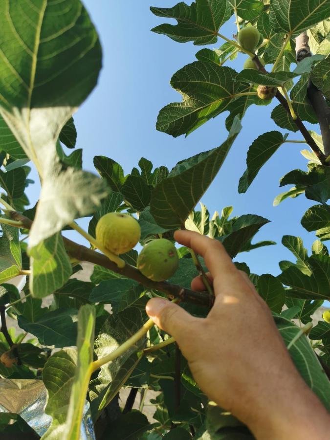 Azienda Agrituristica Baglio Carta Balestrate Eksteriør billede