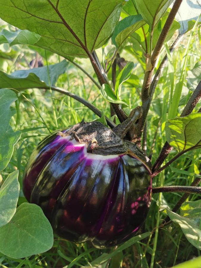 Azienda Agrituristica Baglio Carta Balestrate Eksteriør billede