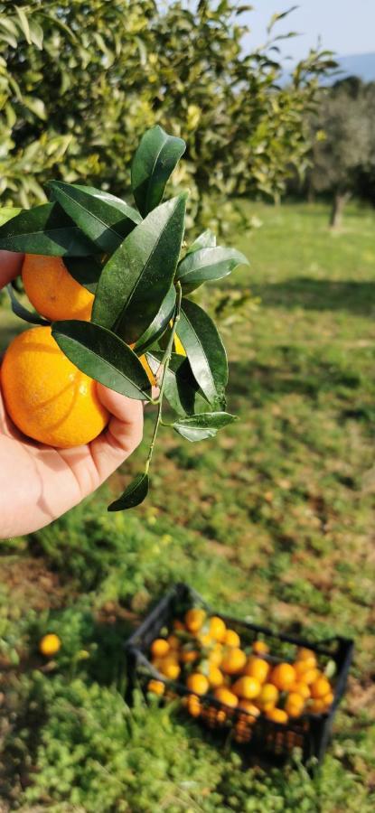 Azienda Agrituristica Baglio Carta Balestrate Eksteriør billede