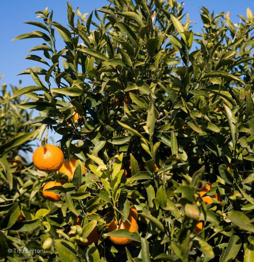 Azienda Agrituristica Baglio Carta Balestrate Eksteriør billede